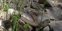 Rattlesnake